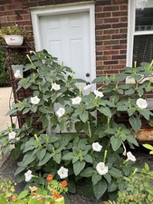 Datura Flower