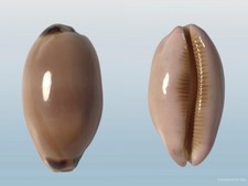 Cypraea pulchra, Djibouti