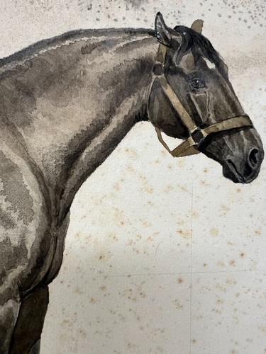 Studio acquerello cavallo - &,