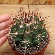 Melocactus axinophorus Vaso 10