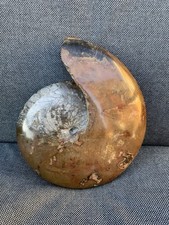 3D Polished Goniatite From