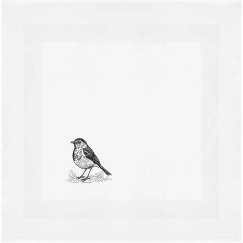 Robin red breast nesting - 'robin,