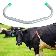 Bestiame bestiame a calcio di