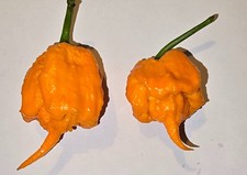 20 semi di Peperoncino