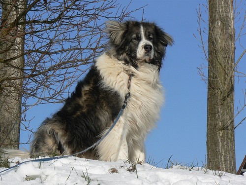 Pastore caucasico cane neve