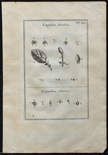 1719 - Luppolo & Canapa