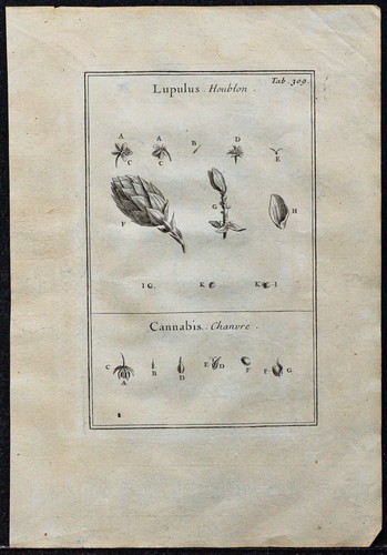 1719 luppolo canapa - 1719,