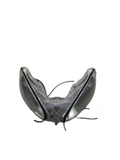 FARO FANALE ANTERIORE MALAGUTI