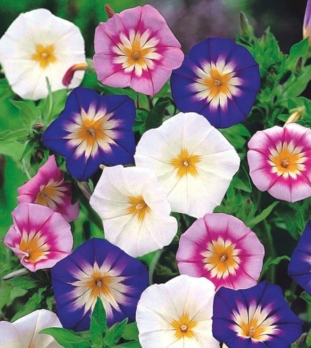 Dwarf morning glory mix - dwarf,
