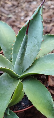 Agave parryi var couesii - ,