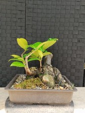 Bonsai di Prunus Laurocerasus