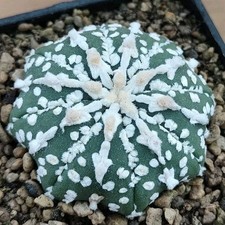 Astrophytum asterias