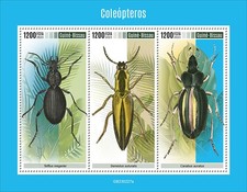 Coleotteri