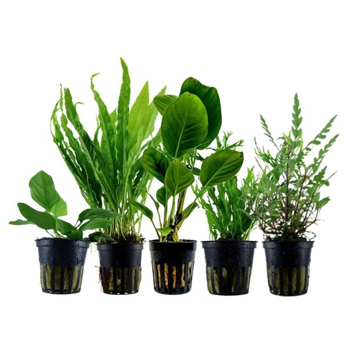 Set piante con vaso posti - set,