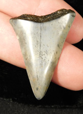 Ancestral Great WHITE SHARK