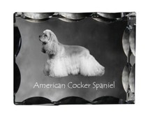 Cocker Spaniel Americano -