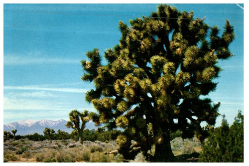 Joshua tree yucca - joshua,