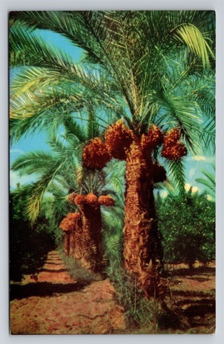 Date palm trees - palm, phoenix
