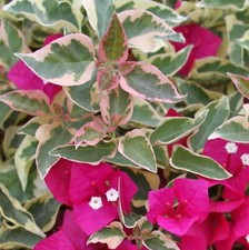 Pianta di Bougainvillea