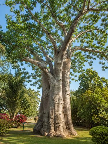 Adansonia digitata 25 - 🌱, digitata,