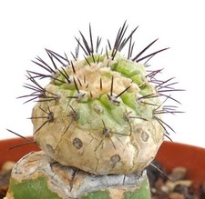 Copiapoa cinerea GREEN X Copiapoa serpentisulcata (GRAFTED)