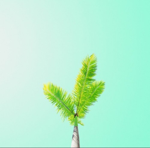 Teber kiwi palm - teber, "kiwi