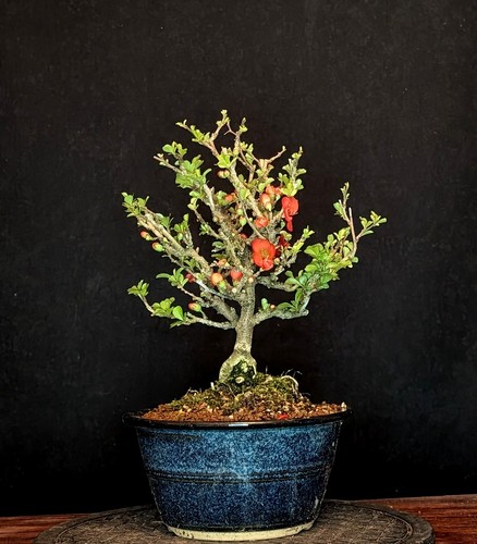 Bonsai cotogna ornamentale - bonsai,