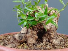Bonsai olivastro 21x20cm - bonsai,