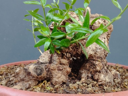Bonsai olivastro 21x20cm - bonsai, in