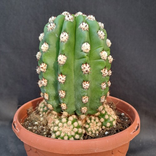 Tricho cereus imperialis - tricho, cv.