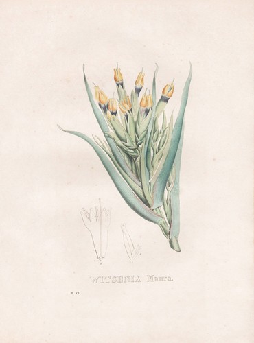 Witsenia maura gigli - witsenia,