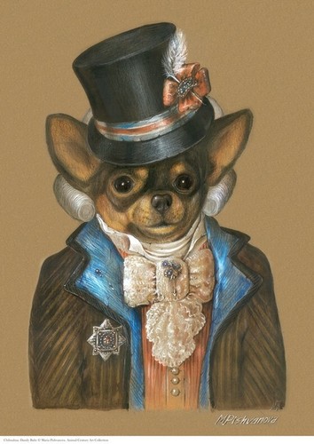 Chihuahua dandy baby - chihuahua,