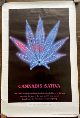 Cannabis sativa poster - cannabis,