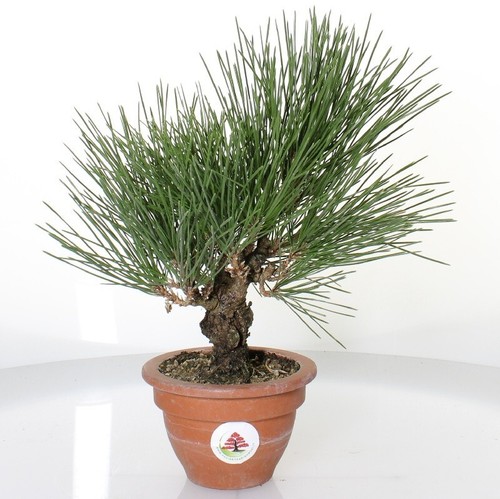 Bonsai pino nero - pino,