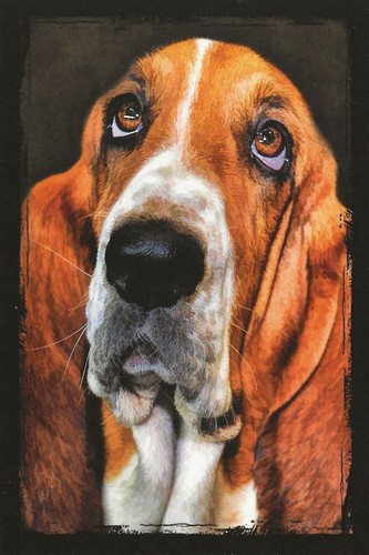 Cartolina bassett hound - bassett,