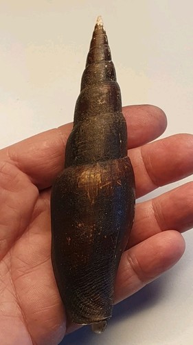 Mitra swainsoni 137mm best - mitra,
