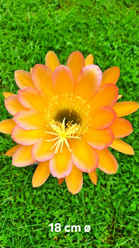 Xtrichocereus ibrido x - ×xtrichocereus, ×x