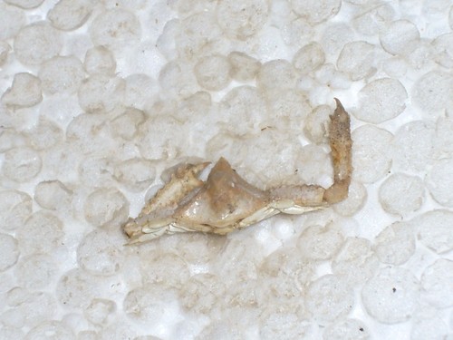Crab wonderful - crab,