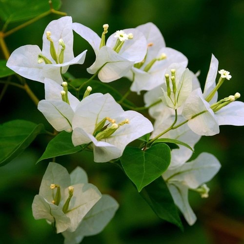 Bougainvillea talee cuttings - bougainvillea, talee/cuttings