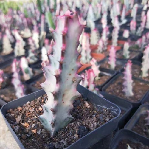 Pezzi 8 taglio euphorbia - 1-3, 7-8