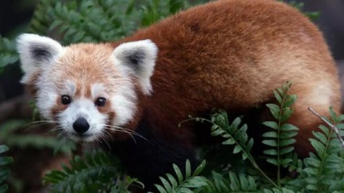 Panda rosso naturale - ,, quadro