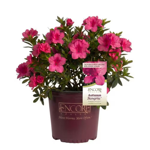 Gal autumn sangria - sangria, azalea