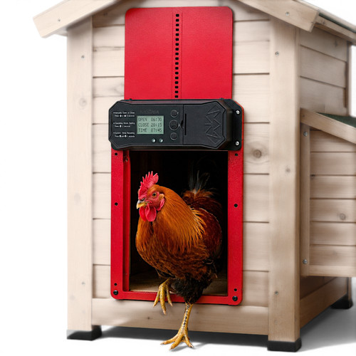 Porta pollaio galline - porta,