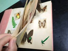 Collezione Di Farfalle