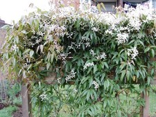 1 Pianta di CLEMATIDE ARMANDII