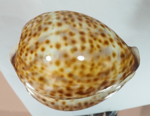 Cypraea tigris spotted - cypraea,
