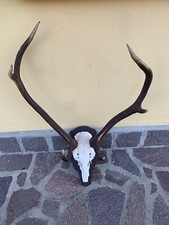 Palco di cervo, Corna di cervo con teschio