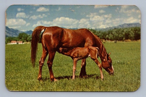 Cavallo arabo mare puledro - cavallo,
