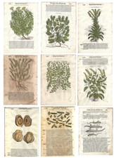 Stampe antiche 9 FOGLI ERBARIO