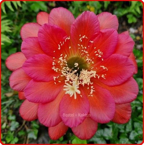 Trichocereus-Echinopsis-Ibrido